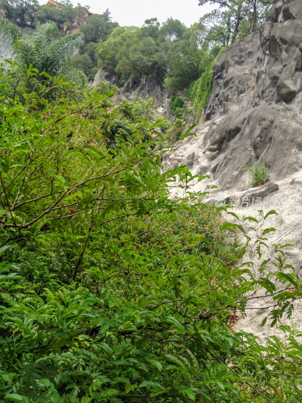 山林间繁茂植被与岩石景观