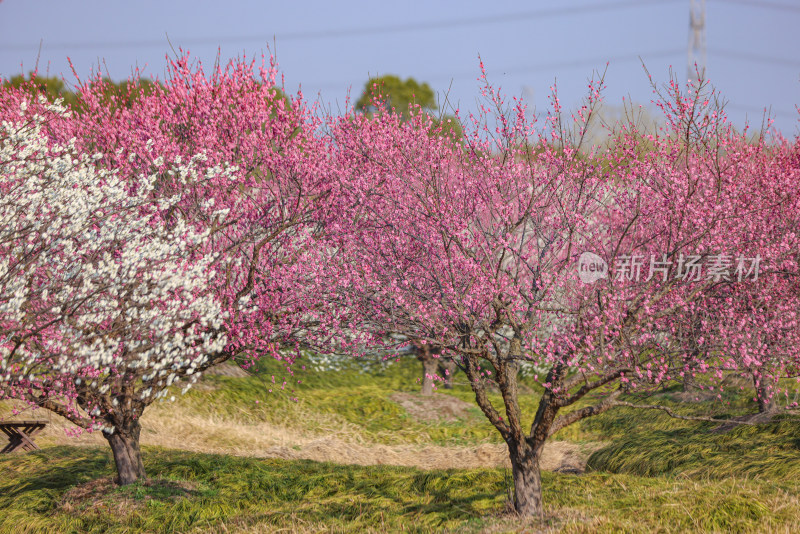 花开海上梅花节