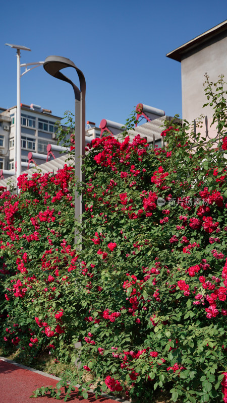 街边的红蔷薇爬藤月季