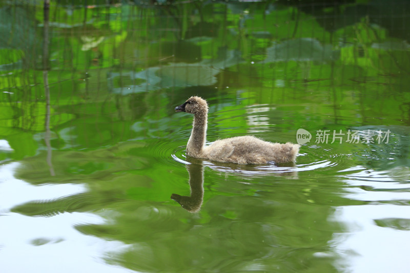 成都文化公园荷塘的小天鹅宝宝