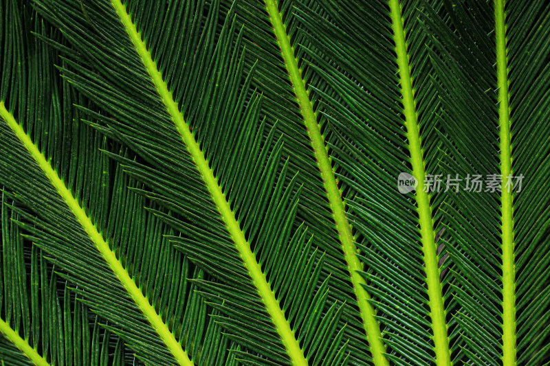 铁树植物的筋脉，绿色叶脉