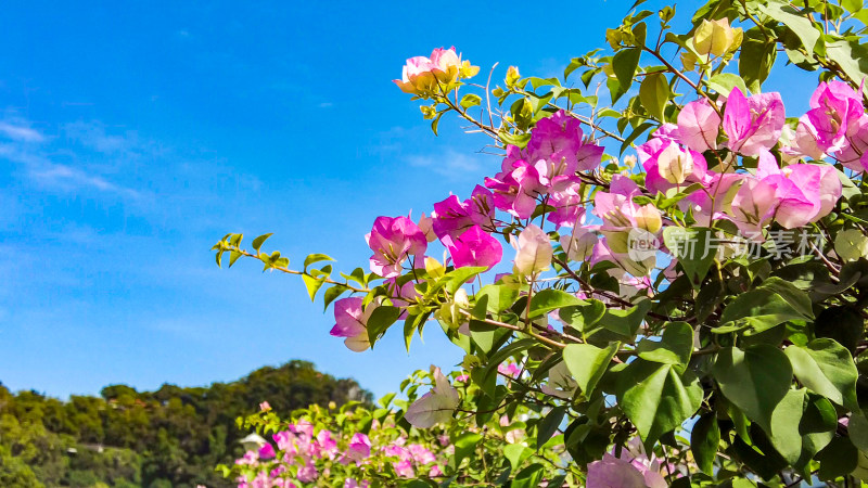 蓝天下芦苇鲜花三角梅摄影图