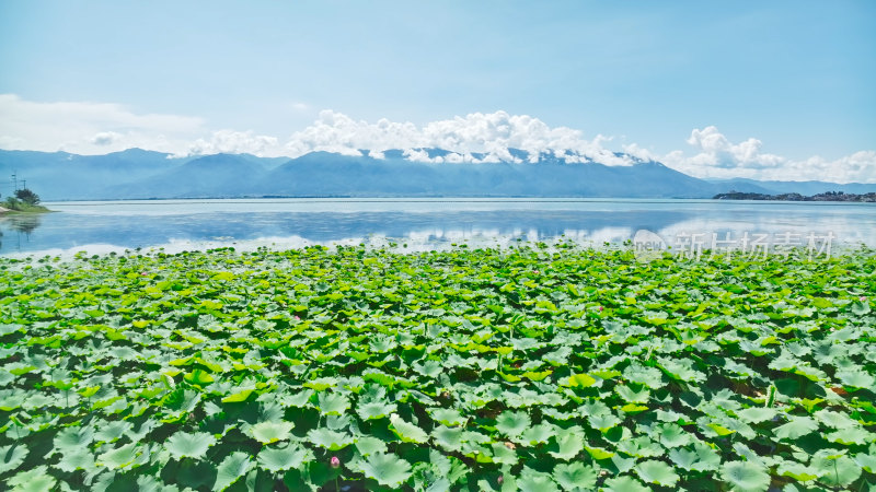 云南大理苍山洱海荷花