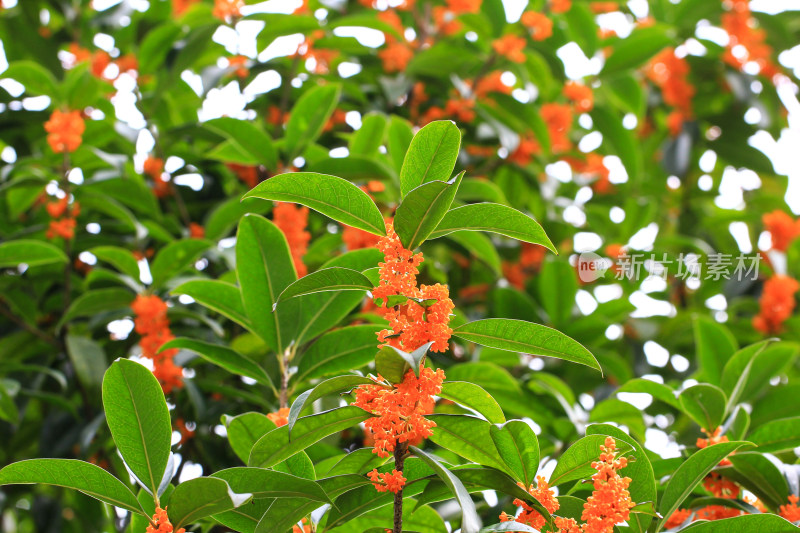 丹桂花枝背景实拍素材