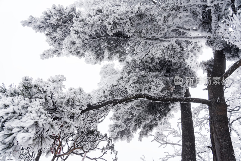 冬季大雪树木雾凇雪挂