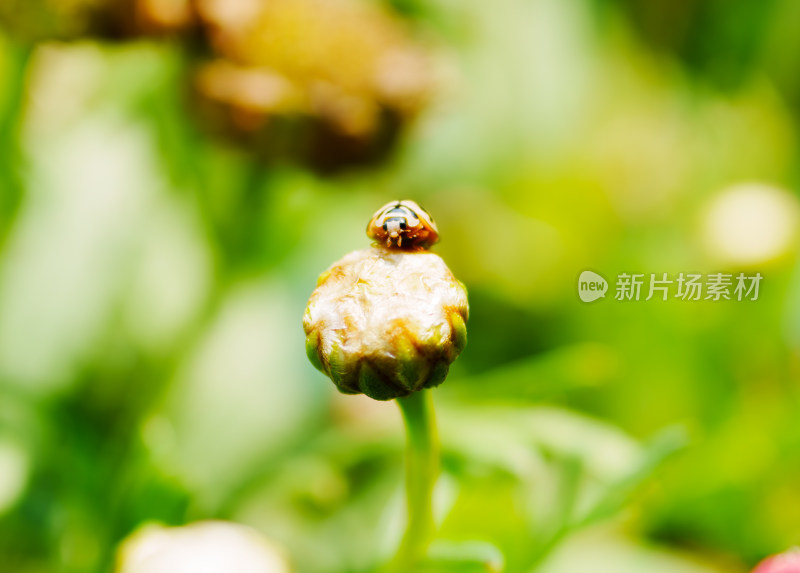 小瓢虫与花苞