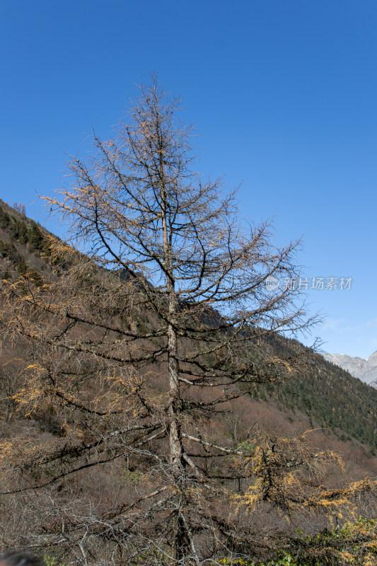 冬日山间枯树