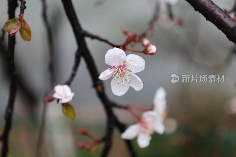 带水珠的白色绽放花朵