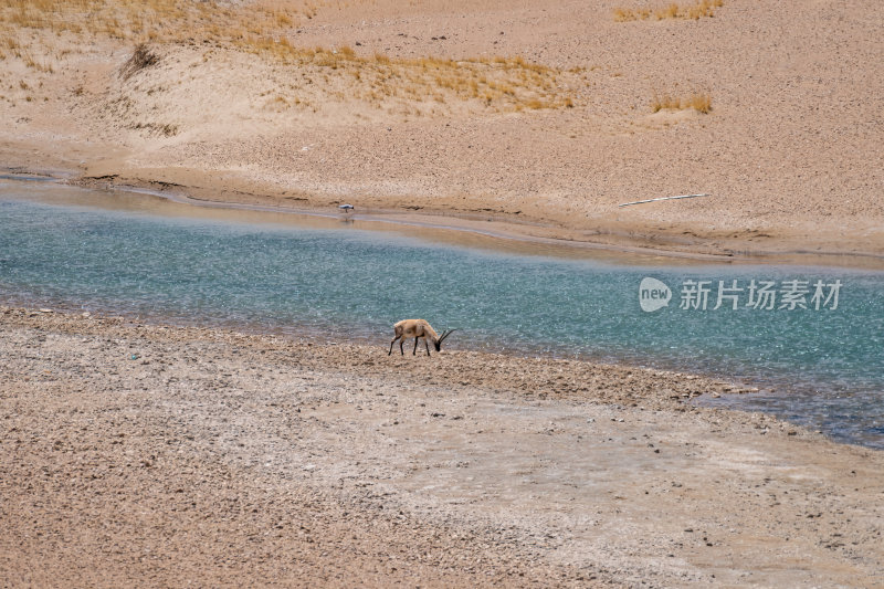 西藏阿里地区无人区荒漠戈壁上的精灵藏羚羊