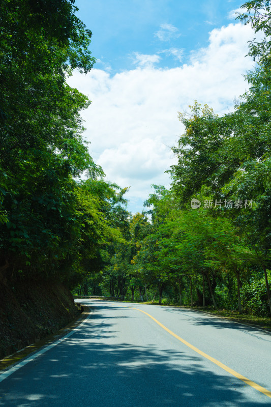 林中树木旁的公路