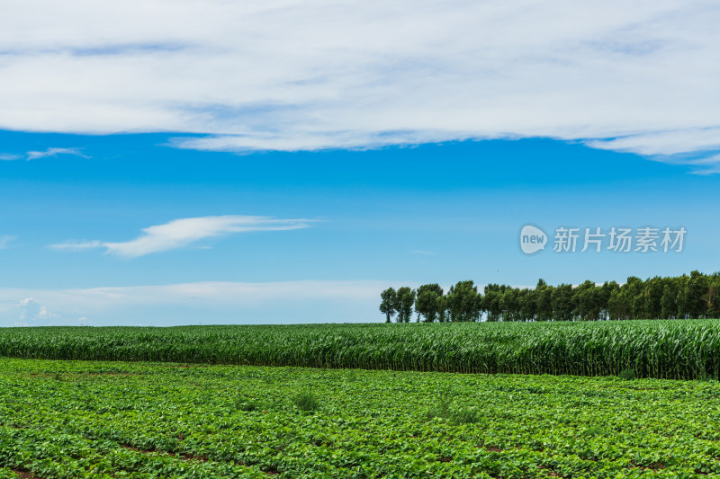夏季绿色农田蓝天白云