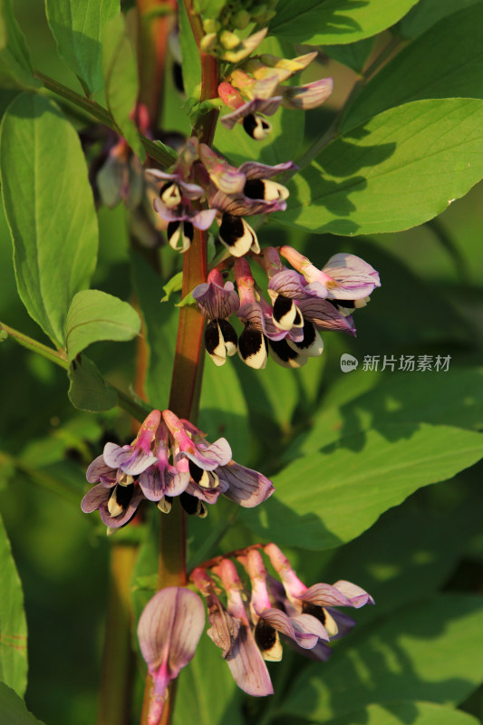 蚕豆胡豆花开