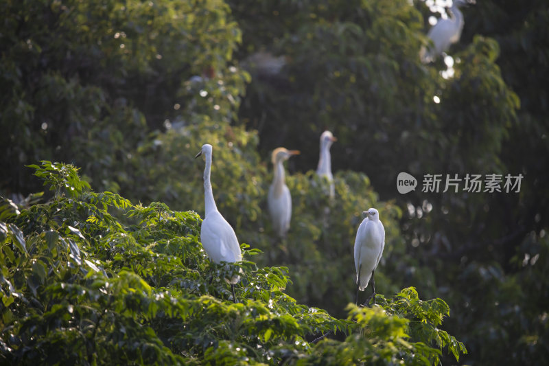 浙江十大观鸟胜地杭州萧山瓜沥白鹭特写