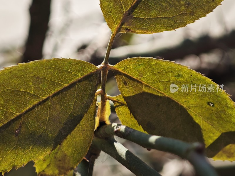 枯黄的叶片特写