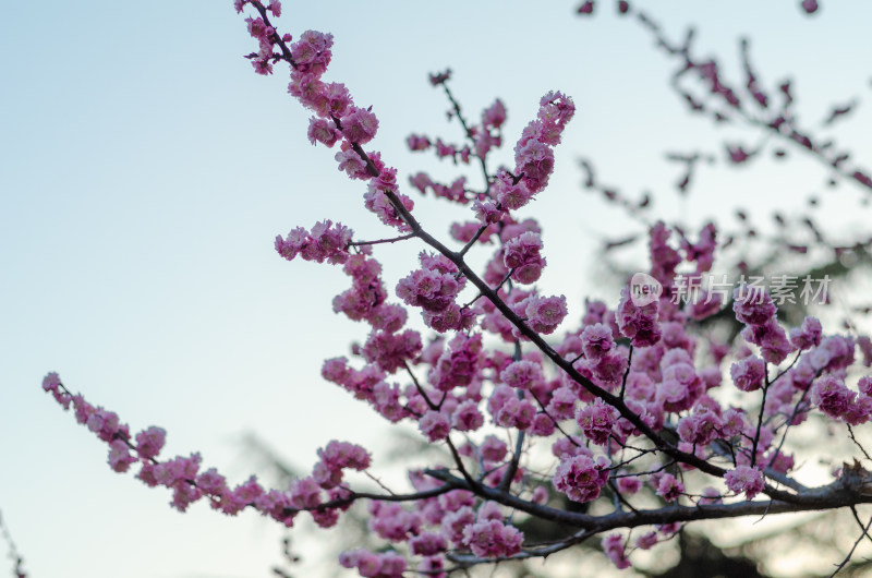 早春盛开的梅花