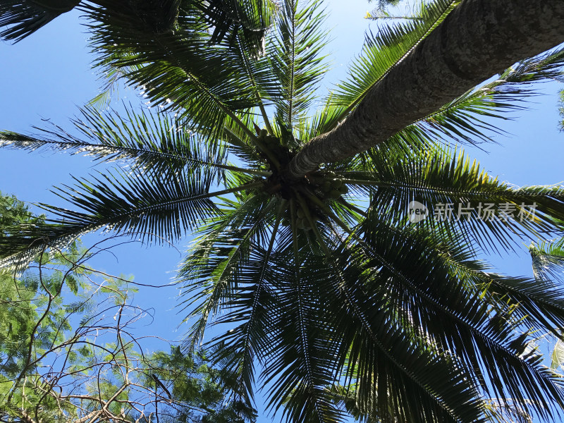 蓝天下棕榈树