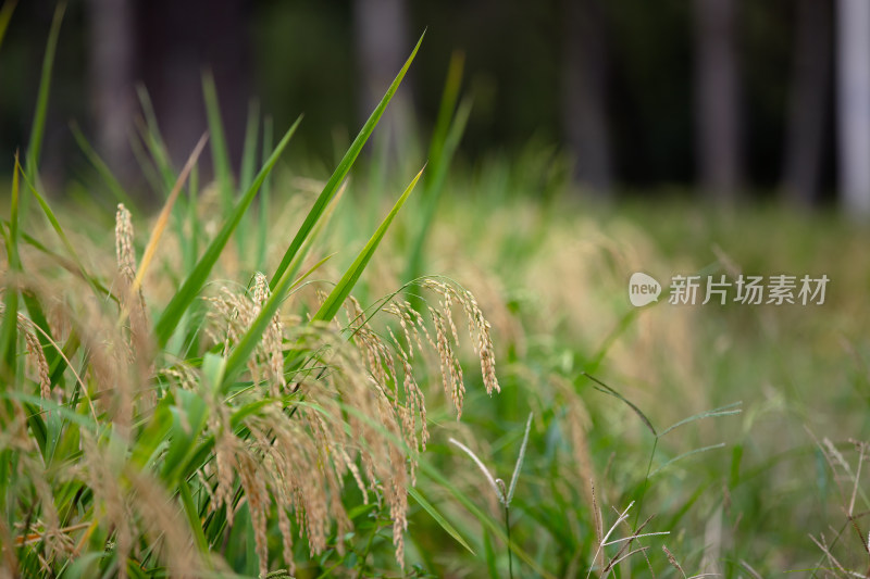 秋天种植的水稻稻穗低下