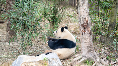 成都大熊猫繁育研究基地的大熊猫