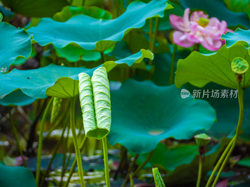 池塘里的荷花