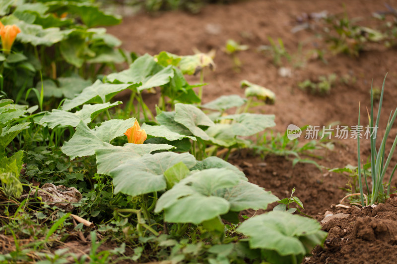 种植的南瓜瓜秧疯狂生长