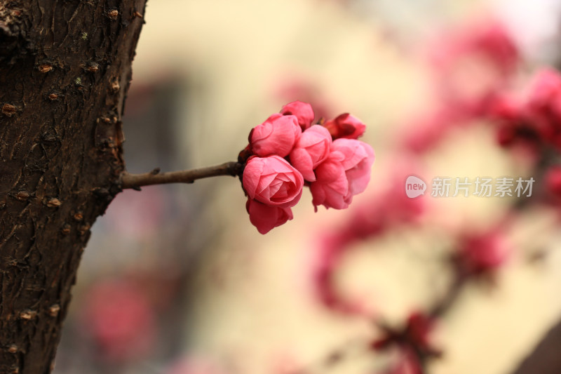 初春绽放的梅花