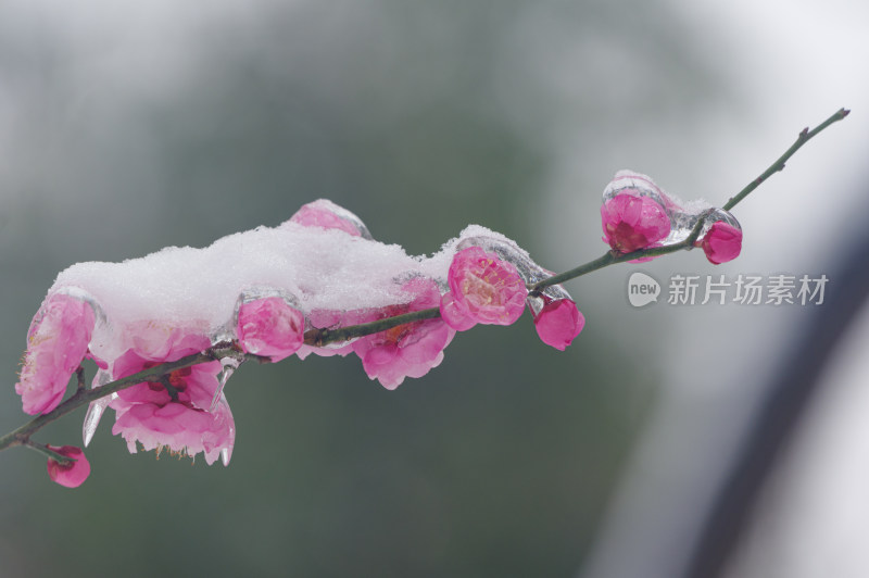 武汉东湖梅园雪中梅花盛开