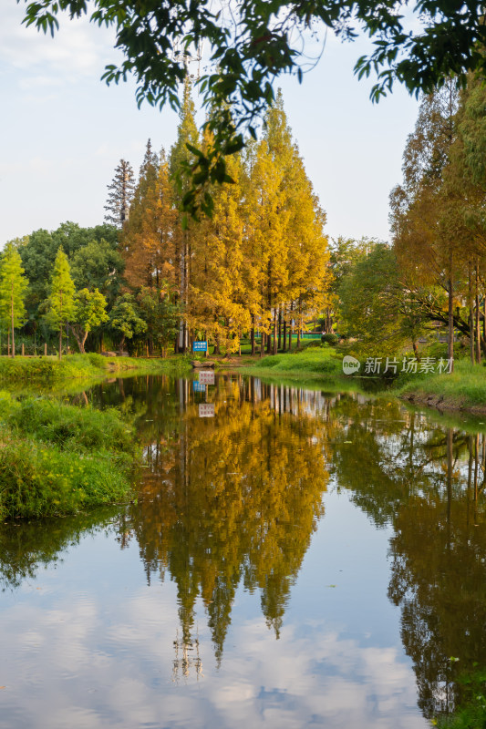 秋景 金秋 落叶 水杉