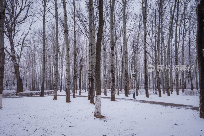 下雪了城市公园自然风景