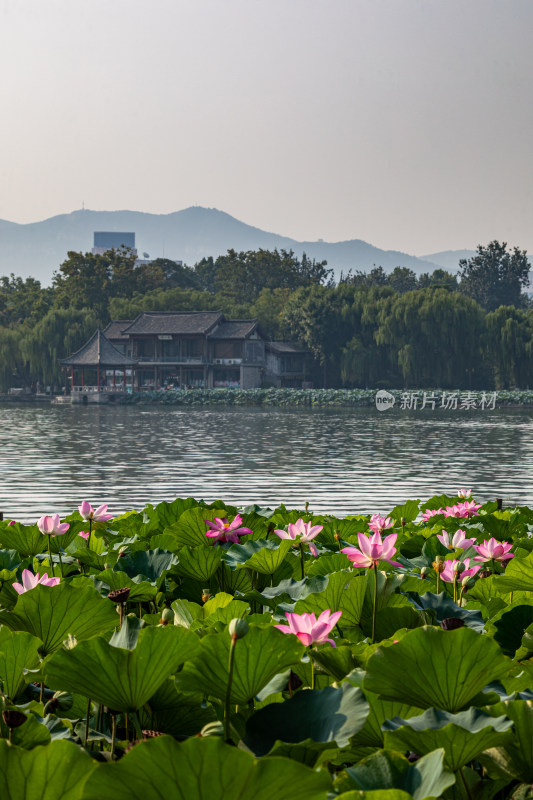 山东济南大明湖风景区夏日荷花景点景观