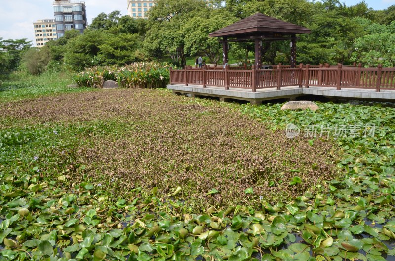 广东东莞：水浮莲