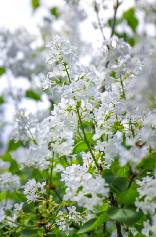 白色丁香花