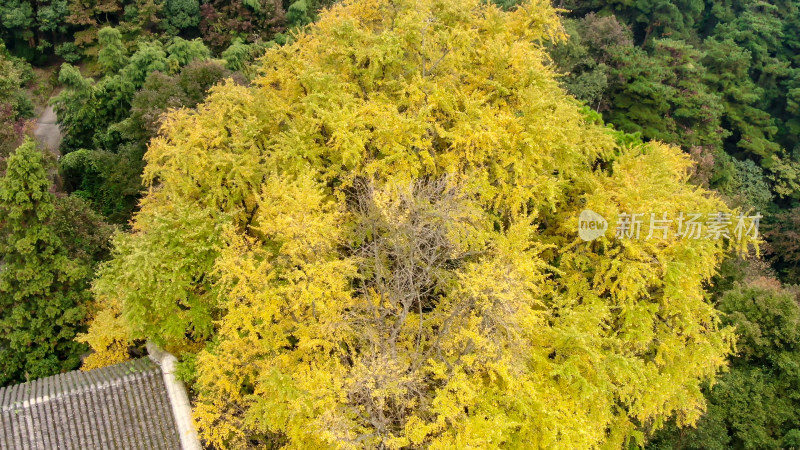 航拍南岳衡山千年银杏树叶