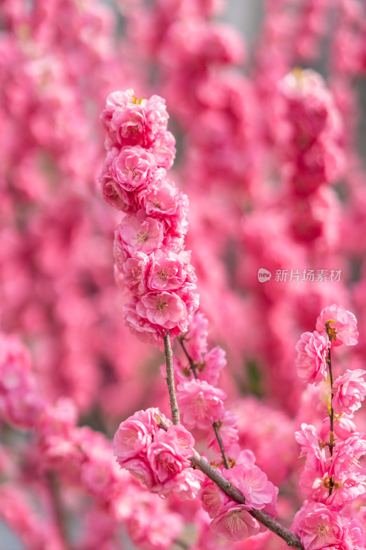 春天春暖花开小桃红榆叶梅花朵盛开