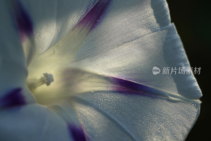 牵牛花特写全景合集