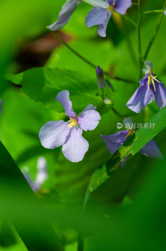 小小的野花