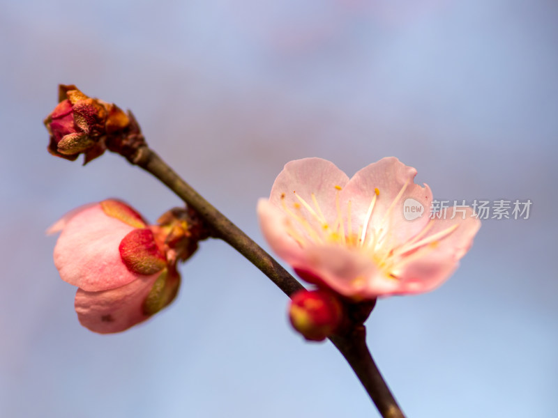 一朵梅花特写