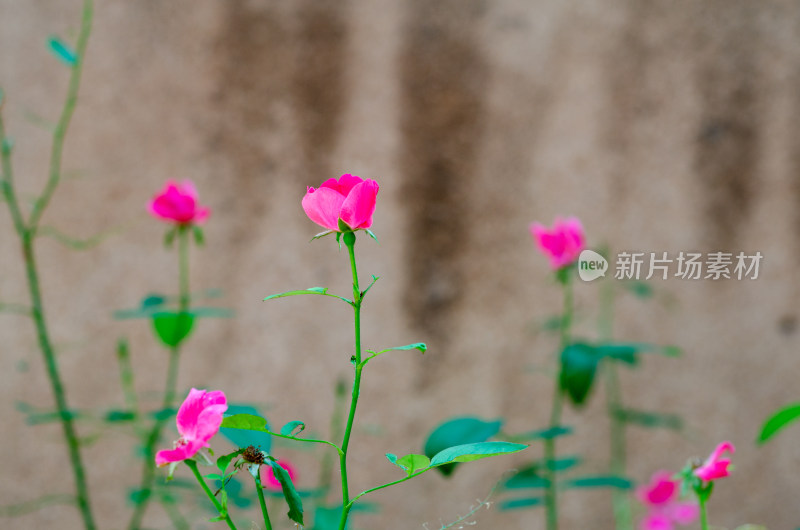 墙边几朵粉红的月季花