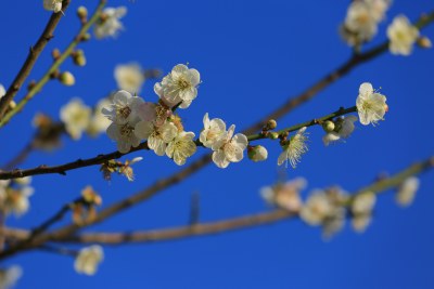 蓝天背景下绽放的白色花朵