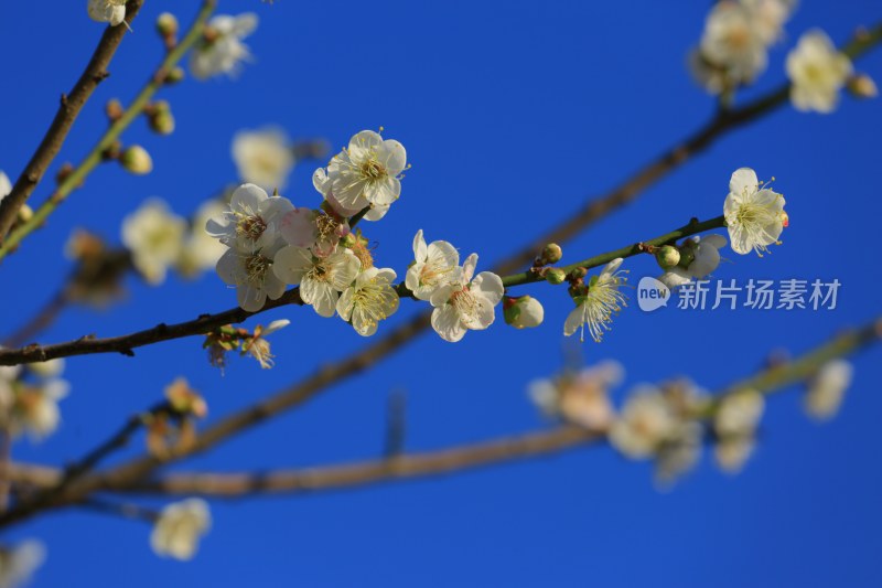 蓝天背景下绽放的白色花朵