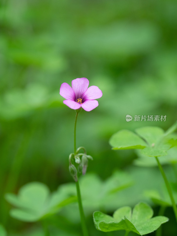 春天的酢浆草开花特写