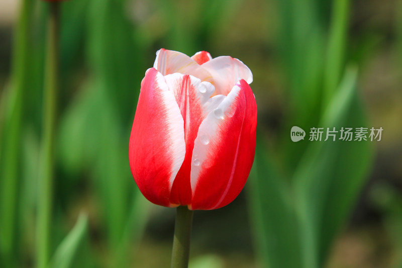 郁金香鲜花实拍背景