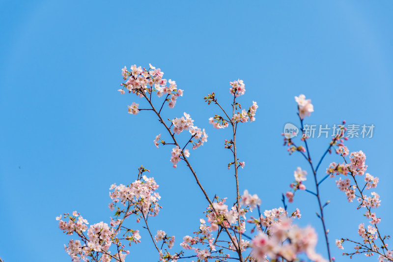 蓝天下盛开的美丽樱花树