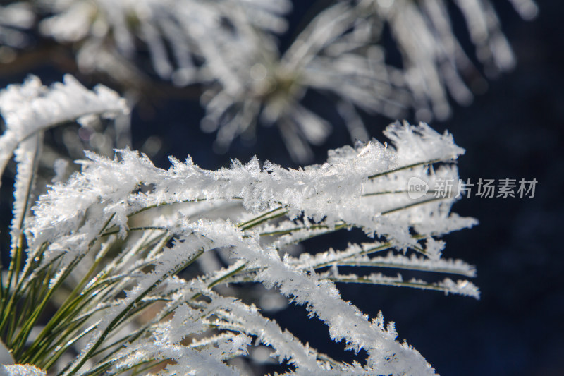 中国西藏地区冬季雾凇及雪绒花