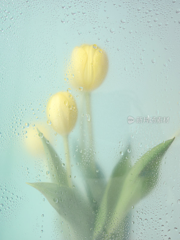 透过满是雨滴的玻璃窗户看鲜花郁金香