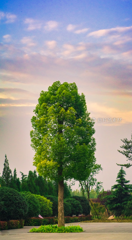 洛阳白马寺夕阳下的一棵树