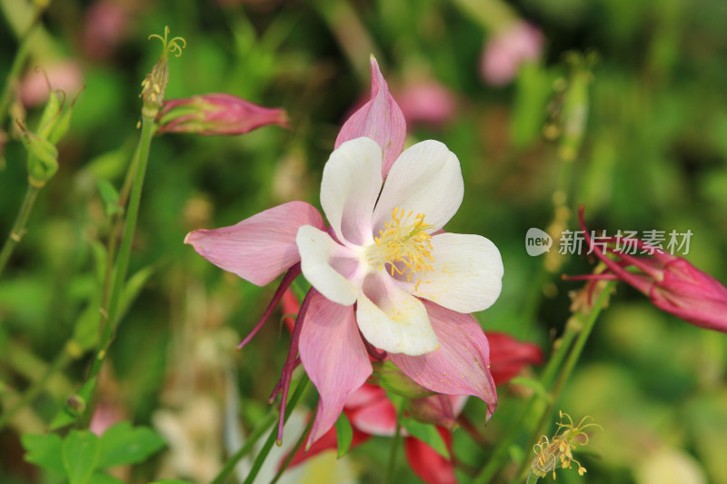 大花耧斗菜鲜花盛开