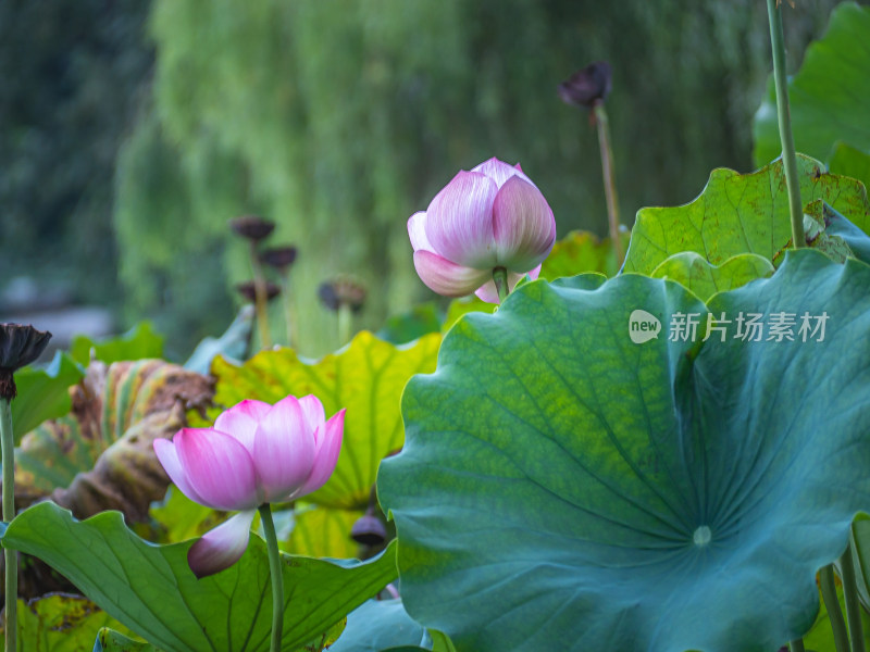 池塘里的荷花