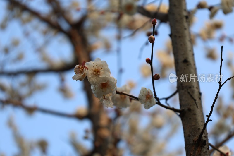 枝头绽放的白色花朵