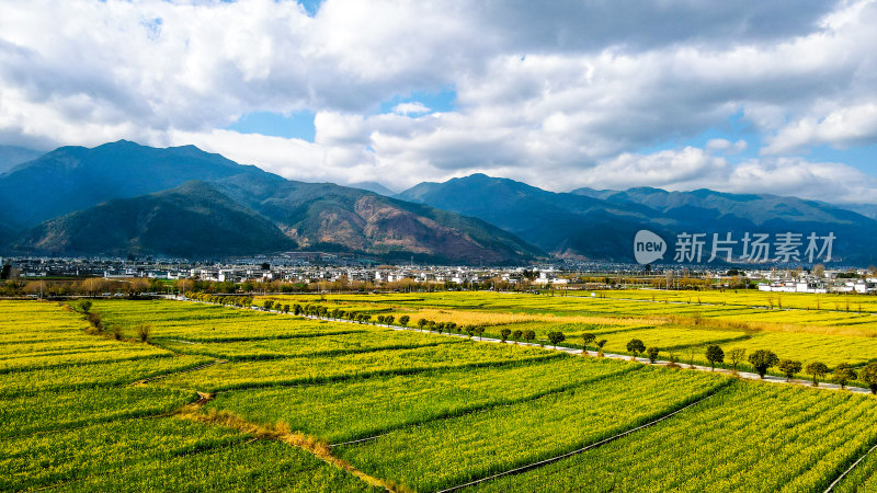 油菜花田与山