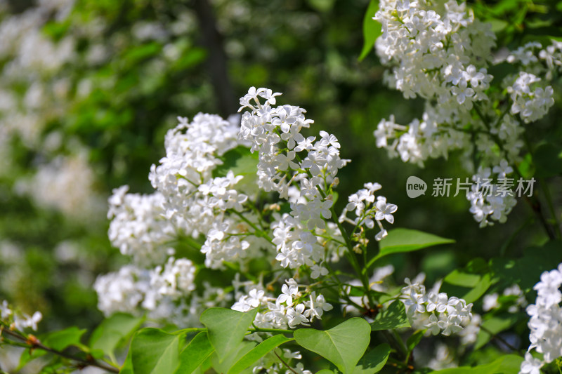 北京天坛公园丁香花